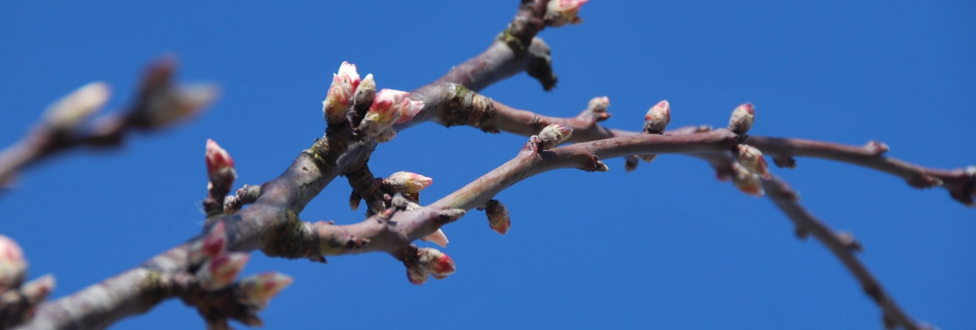 Kirschbaumast mit Blüten